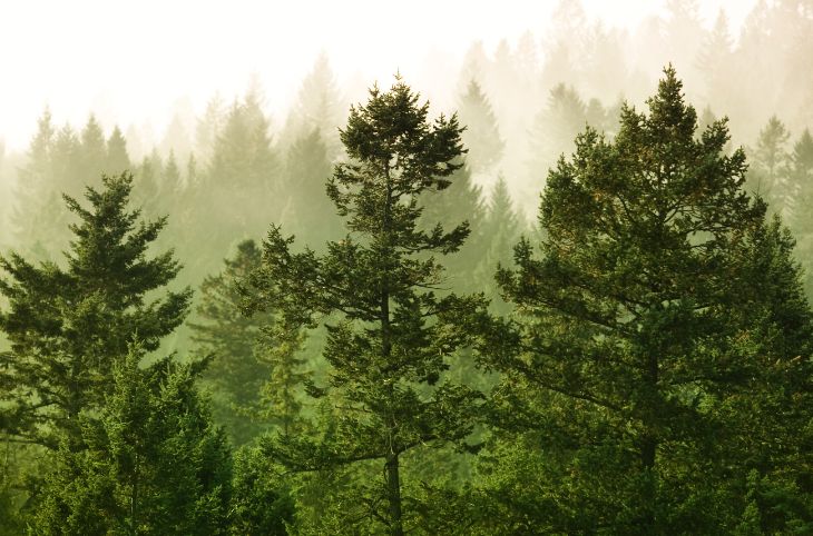 Accompagner une gestion durable des forêts privées.