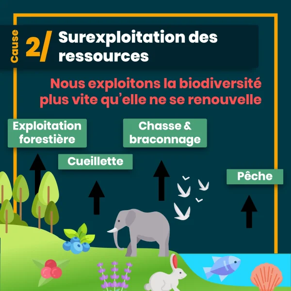erosion biodiversite 7.png